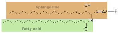 Sfingozin bazı: 18 C lu,, iki (OH) ve bir (NH 2 ) grubu içerir. i 14-15 C arasında bir çift bağ var.