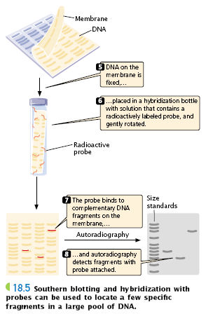 Southern Blot