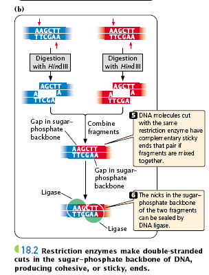 Restriksiyon Endonükleazlar Palindrom Kes Yapıştır Küt uç oluşturan enzimlerle yapılan kesimler sonrası oluşan fragmentleri biraraya getirebilmek