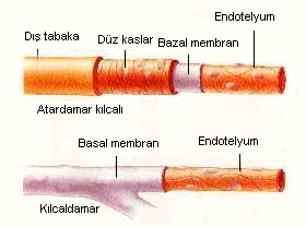 3-Kılcal Damarlar Atardamarlar ve toplardamarlar arasında bulunur. Bu ince yapılı kılcallar damarlar atardamarlarla toplardamarları birbirine bağlar.