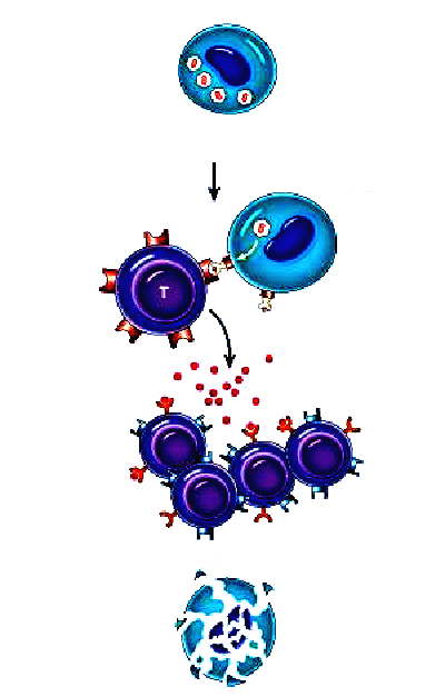 İmmünoglobulinler protein yapısındadır. Bağışıklık sisteminde beş tip İmmünoglobulinler üretilir.bunlar; IgM, IgG, IgA, IgD ve IgE dur.