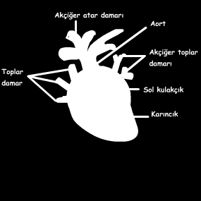 Buradan karıncığa oradan da oksijence zenginleştirilmek üzere atardamarla solungaçlara gider. Kan, solungaçlarda temizlendikten sonra kalbe uğramadan bütün vücuda dağılır.