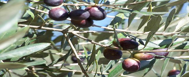 ZEYTİN Akdeniz iklim bitkisidir. Ancak Akdeniz Bölgesinde daha fazla gelir getiren ürünlere öncelik tanınmasından dolayı tarımı fazla gelişmemiştir.