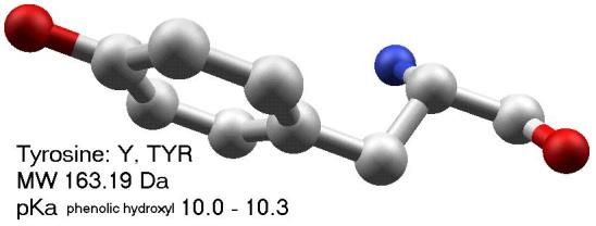Lowry Yöntemi Bu yöntem, fosfomolibdotungstik asit (Folin-Ciocalteau Belirteci) çözeltisinin tirozin bakiyeleri ile reaksiyona girerek mavi bir renk oluşturması esasına dayanır.