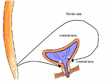 mesanenin boşaltım fonksiyonu gerçekleşir (Şekil 4). İnternal sfinkterin gevşemesi parasempatik stimülasyonun norepinefrin salınımını inhibe etmesiyle oluşur (63,65,66). Şekil 4.