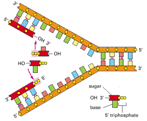 Yanlış replikasyon modeli DNA polimerazın sıra dışı işleyişi İki tane nükleotidi biribirine bağlayamaz DNA polimeraz DNA sentezini başlatamaz Bu problem Primaz tarafından üretilen RNA primer ile