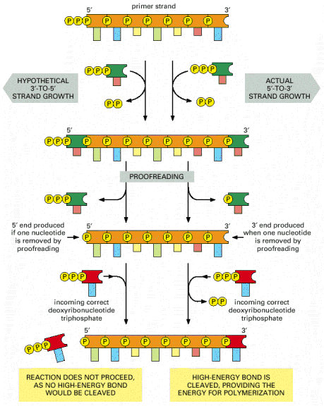 Neden 5 3? AT-zengini bölgeler DnaA kutuları DnaA proteini DnaA kutu dizilerine ve birbirlerine bağlanır. DNA yı eğen diğer proteinler de bağlanır (burada gösterilmemiştir).