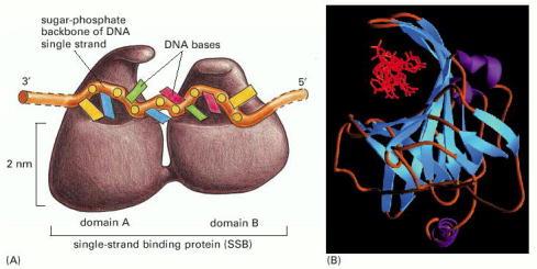 DNA topoizomeraz Bu enzim negatif gevşemelerin (süperkoiller) oluşumunu katalize eder.