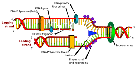 Single-strand binding proteins (SSBPs) Tek zincir bağlanma proteinleri SSBP tetramer olarak Helikaz tarafında ortaya çıkarılan tek
