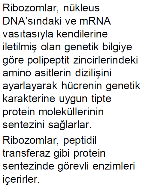 Çekirdek zarı üstünde, Mitokondri ve kloroplastların içinde(20nm), ER