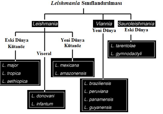 Çizelge 2.1 Leishmania parazitlerinin sınıflandırılması [17] 2.
