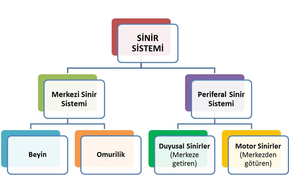 4 Sinir Sisteminin Organizasyonu Transdüksiyon: Periferdeki duyusal sinir uçlarında ağrılı uyaranların Nosisepsiyon; transdüksiyon, transmisyon, modülasyon ve persepsiyon olmak üzere dört aşamadan