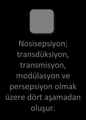 Nosisepsiyon, ağrılı bir uyaranın neden olduğu doku hasarı ile ağrının algılanması arasındaki tüm elektrokimyasal olayları içeren nöral süreçtir.