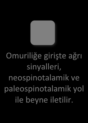 Omurilik ve Beyin Sapında Ağrı İletimi Omuriliğe girişte ağrı sinyalleri, neospinotalamik ve paleospinotalamik yol olmak üzere iki yol ile beyne iletilirler.