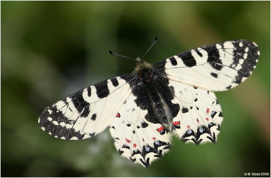 Kelebekler Zonguldak çevresinde belirlenen birkaç tür özellikle ilginçtir.