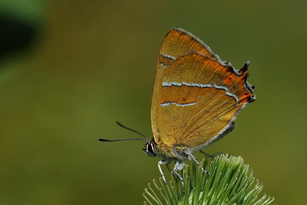 Kelebekler Huş kelebeği Türkiye deki nadir ve kelebek