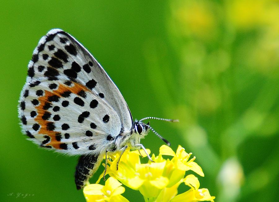 Kelebekler Karamavi Türkiye deki nadir ve