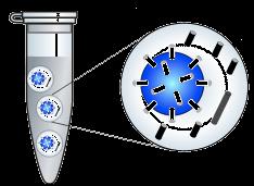 SOLID Applied Biosytem Örneğin hazırlık aşamaları, hedefin klonal (küme) olarak çoğaltılması ve emülsiyon PCR basamakları