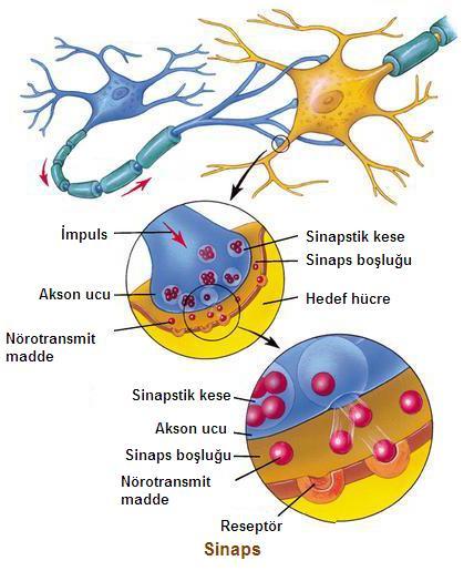 6-Merkezi sinir sisteminin çoğu hücreleri ve otonom sisteminin postganglionik nöronları miyelinsizdir.