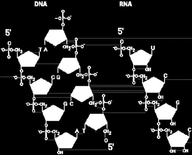Nükleik asitler iki büyük gruba ayrılmaktadırlar: DNA (Deoksiribonükleik asit) RNA (Ribonükleik asit) Her iki nükleik asit de nükleotidlerin
