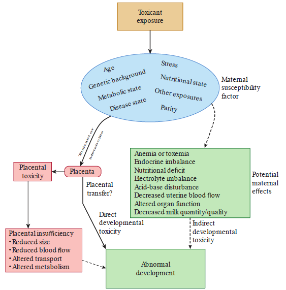 Anormal gelişimin 4 esas göstergesi Ölüm Şekil bozukluğu Büyüme geriliği İşlevsel eksiklik Casarett and Doull s Essentials of Toxicology. Ed. Klaassen CD, Watkins JB, 3 srd ed.