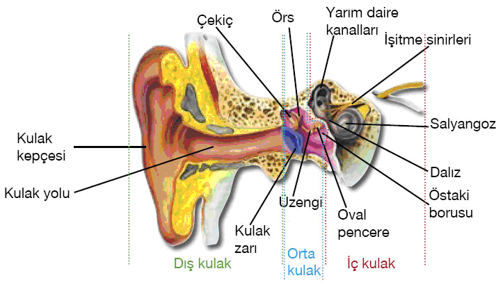 İşitme Organımız Kulak: Kulaklarımız işitmemizi ve dengemizi sağlayan duyu organımızdır. Suya atılan bir taşın oluşturduğu dalgalar gibi havada da ses dalgaları mevcuttur.