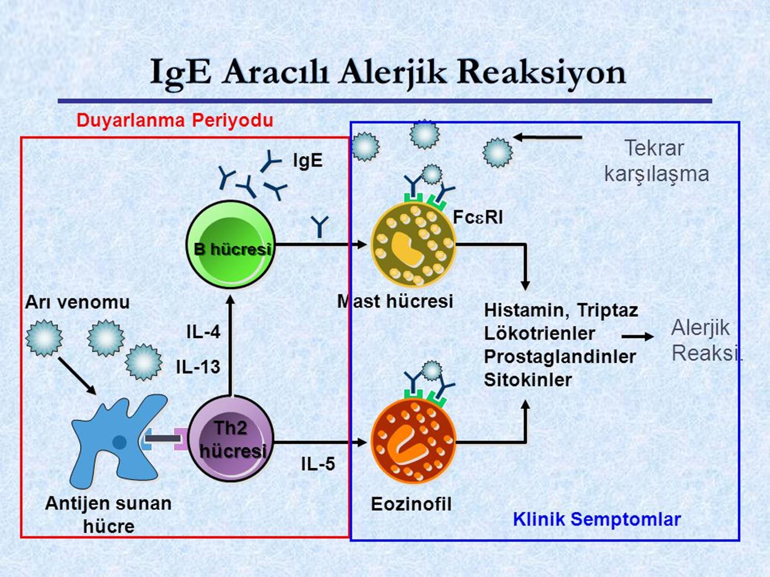 Bu çıkıntıya anahtar kilit gibi oturan bir karşılığı olan Th2 hücresinin çıkıntısı bağlanıyor. Bu bağlanma sonrasında Th2 hücresi sitokin (IL-interlokin) üretiyor.