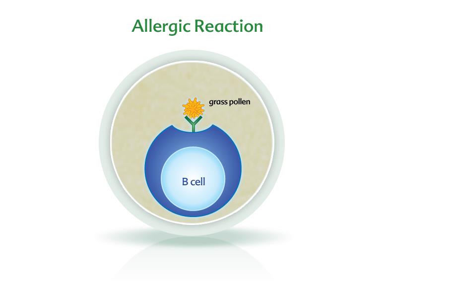 Alerjik Reaksiyon çimen poleni B hücresi Çimen polenine bağlanmış bir antikor ikinci kez* vücuda girip bir B hücresine bağlandığında *Allerji asla, bir uyaranın vücuda