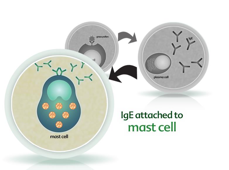 mast hücresi Mast hücresine bağlanmış IgE B Plazma hücresinin ürettiği antikorlar Mast hücresine bağlanır.