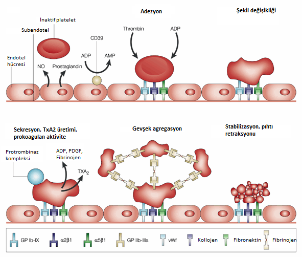 agregasyondur [43]. Trombositlerin koagülasyondaki rolü, adezyon ve agregasyonu Şekil 2.