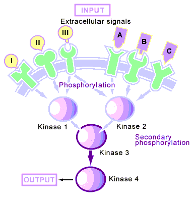 Hücre içinde protein kinazların
