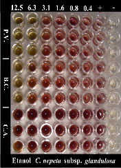 Şekil 3.1 C. nepeta subsp. glandulosa metanol ekstresinin MĐK sonuçlarına ait fotoğraflar (B.C.: Bacillus cereus, P.A.: Pseudomonas aeruginosa, P.V.: Proteus vulgaris, K.P.: Klebsiella pneumonia, S.