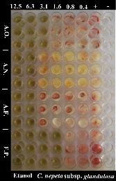 Şekil 3.3 C. nepeta subsp. glandulosa petrol eteri ekstresinin MĐK sonuçlarına ait fotoğraflar Şekil 3.4 C.nepeta subsp. glandulosa metanol ve etanol ekstresinin MĐK sonuçlarına ait fotoğraflar (A.