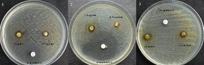 Şekil 3.5 C. nepeta subsp. glandulosa metanol ektresinin disk difüzyon sonuçları 1)B. cereus 2) P. aeruginosa Şekil 3.
