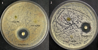 Şekil 3.7 C. nepeta subsp. glandulosa petrol eteri ektresinin disk difüzyon sonuçları 1) B. cereus 2) E. coli 3) K. pneumonia 4) P.
