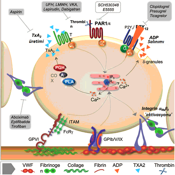 Şekil 2 Trombosit adezyon ve agregasyon süreci. (Kaplan ve ark. Role of platelets in atherothrombosis den modifiye edilmiştir) 3.1.