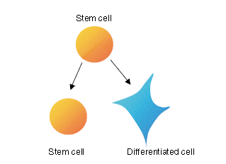 Fibroblastlar veya lenfositler gibi farklılaşmamış hücreler, nasıl hücre bölünmesi yoluyla fenotiplerini stabil bir şekilde korumaktadırlar?