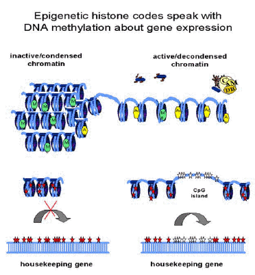 Epigenetik: DNA metilasyonları -Metilasyon bir DNA modifikasyonudur ve