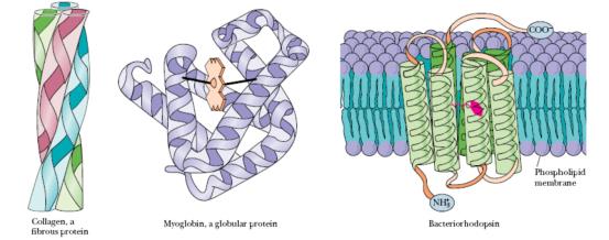 Disülfit bağı İki sistein aminoasidinin SH grubu arasında oluşur Birleşik yapıya sistin denir 31
