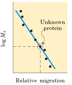 şekilde protein kolonda tutulabilir.