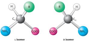 Amino asitlerin izomerleri Sadece L formları protein yapısında bulunur Okun yönü saat yönünün tersineyse L, saat