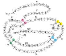 Peptid bağı (amid bağı) 22 Amino asit peptid protein 12 aminoasit kalıntısına kadar olan zincirlere