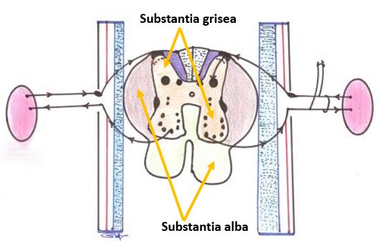 Örnek Merkezi Sinir Sistemi (Systema Nervosum Centrale) Fonksiyonlarına göre nöronlar Nöronlar fonksiyonlarına göre üç bölüme ayrılırlar.