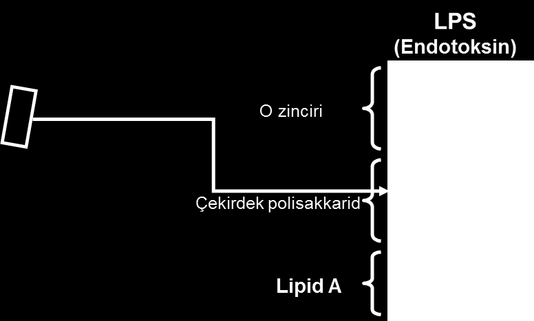 duvarından gelen büyük moleküllerdir (lipopolisakkaridler - LPS).