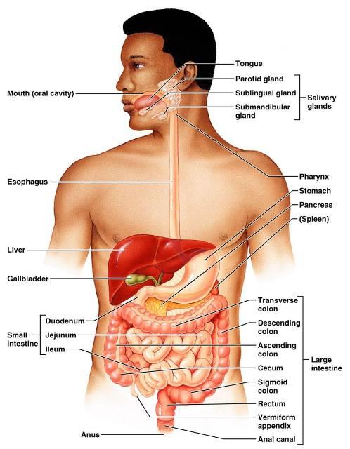 Roma kılavuzunda, erişkinlerde Fx Gastro-intstinal fonksiyonel disorders GİS hastalıkları 6 kategori Rome