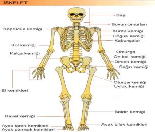 İlkyardımın ABC si Nedir? Bilinç kontrol edilmeli, bilinç kapalı ise aşağıdakiler hızla değerlendirilmelidir: A. Hava yolu açıklığının değerlendirilmesi, B.