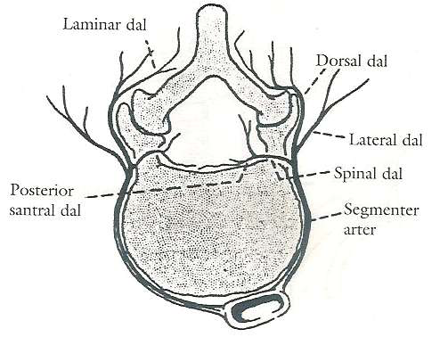internal venöz pleksus;duramater ile omur arasında dört damardan oluşur ve kanalis vertebralis çevresinin drenajını sağlar.