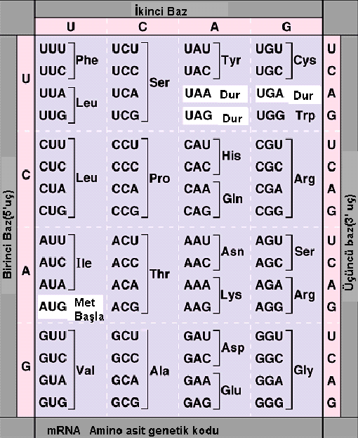 Kodonların ilk 2 bazının bir aile oluşturduğu düşünülürse, bu 64 muhtemel kodonun 16 aile oluşturabileceği anlaşılır. Bazı ailelerde 4 kodon ayni amino asidi şifreler.