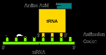 Genetik kod: mrna üzerinde 5' 3' yönünde nukleotidlerin sıralanması Kodon mrna da, 5' 3' yönündeki üçlü nukleotid dizileri Antikodon