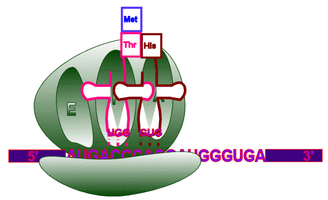 Zincir uzaması 4 E bölgeden trna hidrolitik olarak ayrılarak sitozole geçer.
